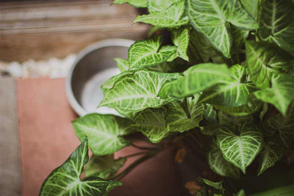 What houseplants are toxic to dogs? Stay away from these! Simplify