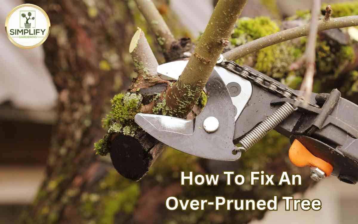 How To Fix An OverPruned Tree A StepByStep Guide Simplify Gardening
