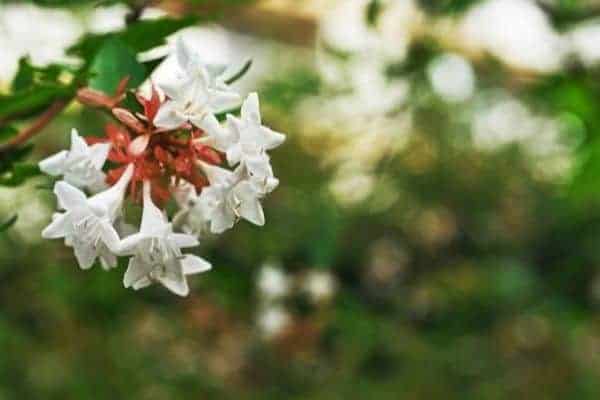 Picture of white abelia