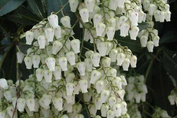 Picture of Andromeda flower