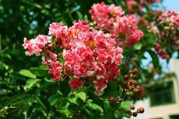 Picture of crape myrtle