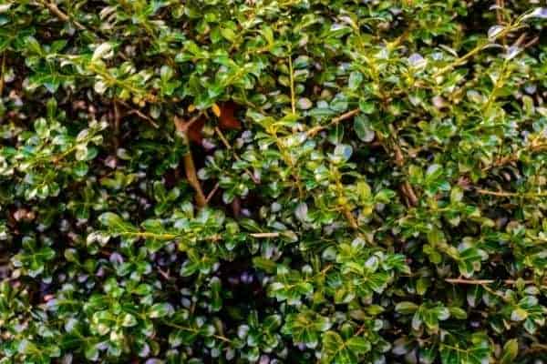 Picture of hetz japanese holly