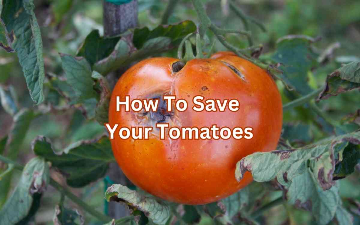 Tomatoes Simplify Gardening