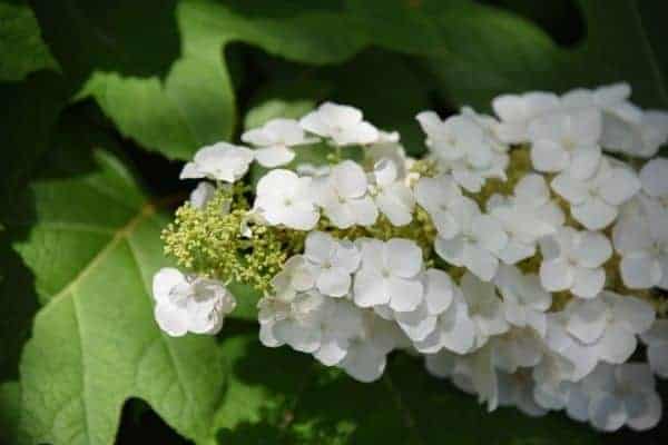 Picture of Oakleaf Hydrangea