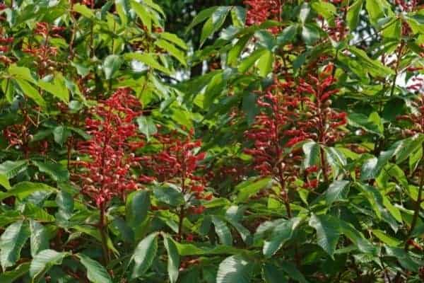 Picture of red buckeye