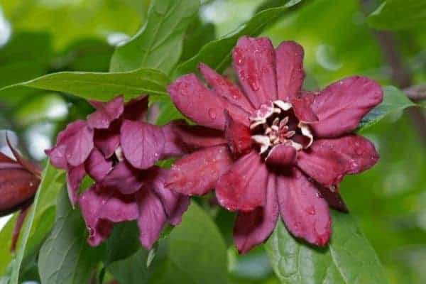 Picture of Sweetshrub