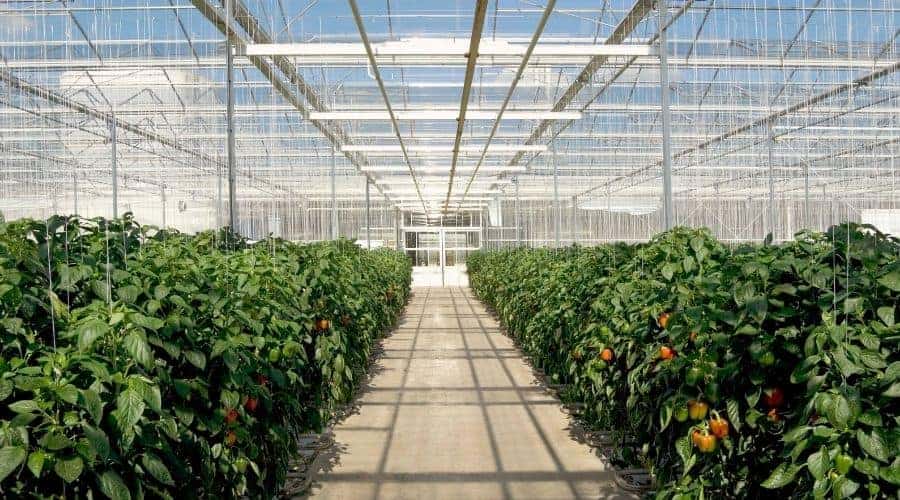 Picture of a greenhouse interior