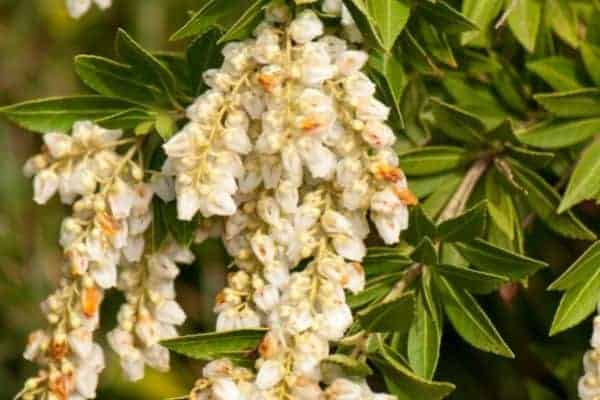 Picture of variegated japanese pieris