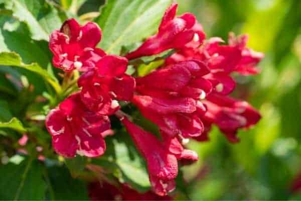 Picture of weigela