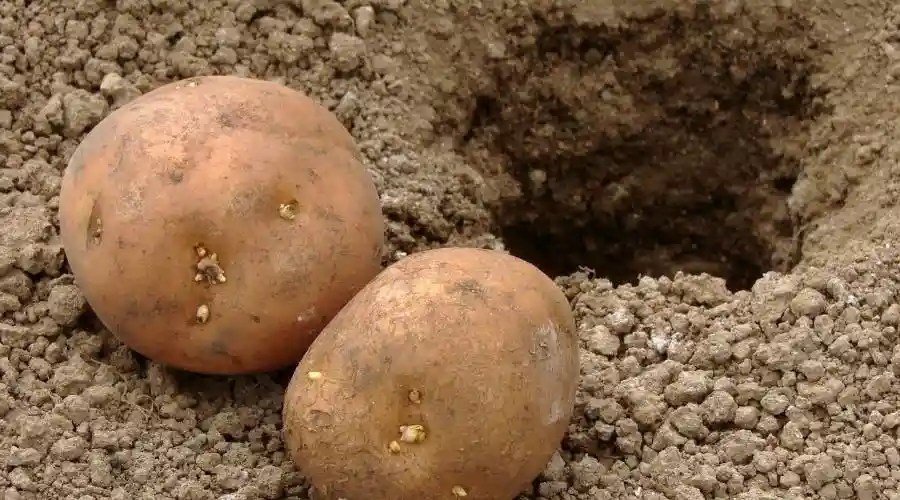 How to Grow Potatoes in Raised Beds The Complete Guide Simplify Gardening