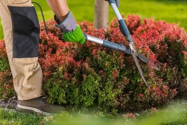 Picture of a gardener trimming a garden shrub