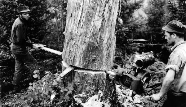 Falling Tree with Gas Chainsaw, WilNF, OR 1941