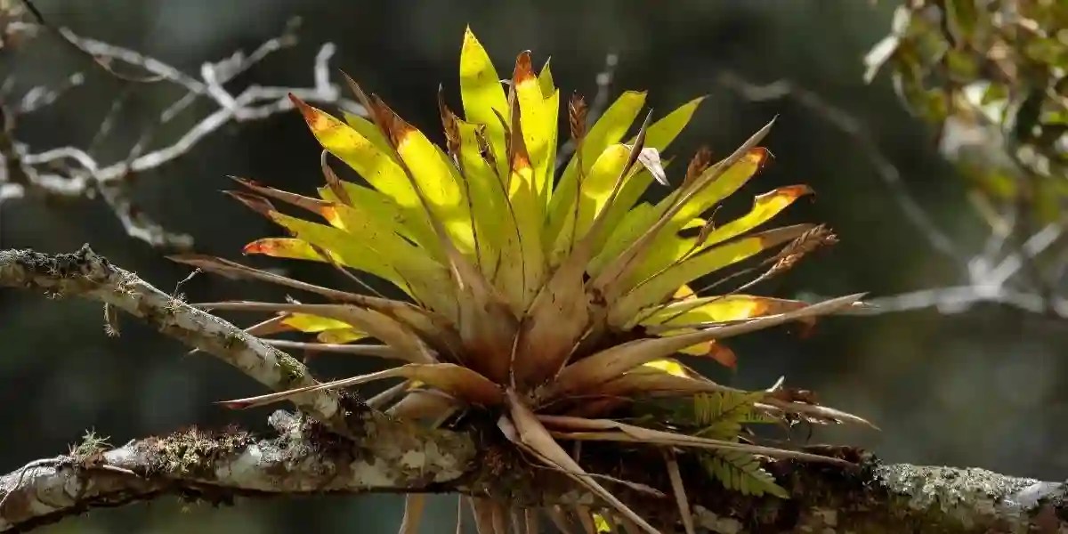 How Long Do Air Plants Live For? Tillandsia Life Expectancy Simplify Gardening