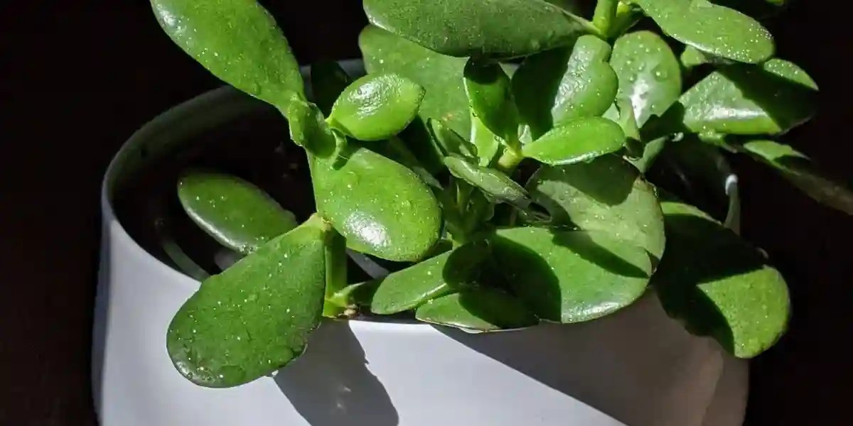 Is Your Jade Plant Toxic To Your Pets? Find Out Now! Simplify Gardening