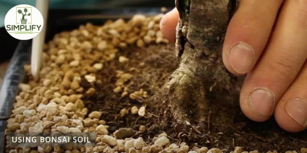 The Best Bonsai Soil Mix for Bonsai Health Simplify Gardening