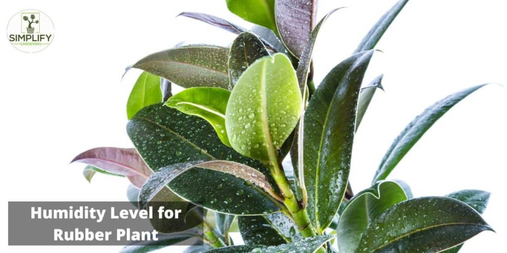 15 Top Amazing Rubber Plants To Brighten Your Life Simplify Gardening