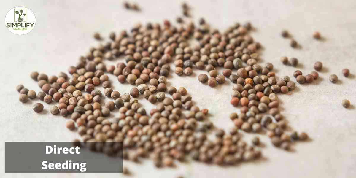 A close-up photograph of small cauliflower seeds spread out on a flat surface. The seeds are irregularly shaped and vary slightly in size, with a rough, textured surface. Some seeds appear to be slightly curved, while others are more straight. The background is blurred and out of focus, drawing the viewer&rsquo;s attention to the texture and details of the seeds.