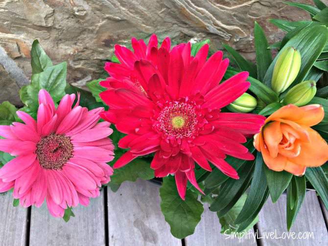 Grow a Beautiful & Colorful Cutting Flower Container Garden! Simplify