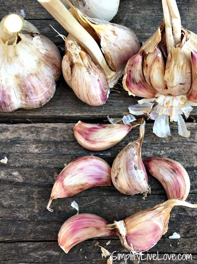 5 Types of Heirloom Garlic to Grow this Fall Simplify, Live, Love