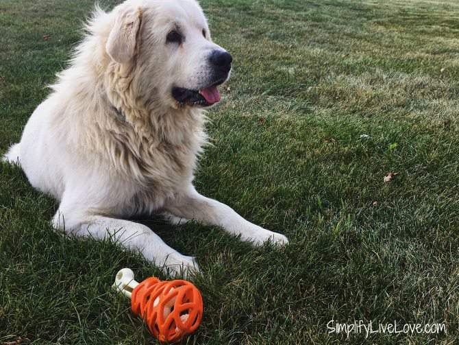 How to Train Great Pyrenees 5 Useful Tips Simplify, Live, Love