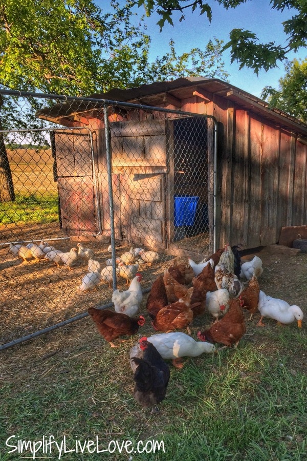 Chicken Coop Needs for People Who Flunk Chicken Math Simplify, Live, Love