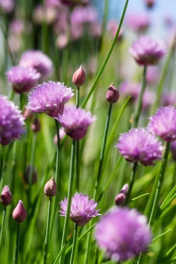 Why to Grow Edible Flowers This Year & How to Eat Them Simplify, Live