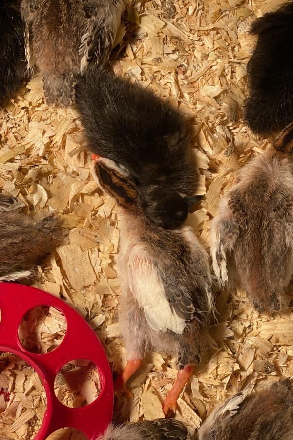 Benefits & Drawbacks of Raising Guinea Fowl on the Homestead Simplify