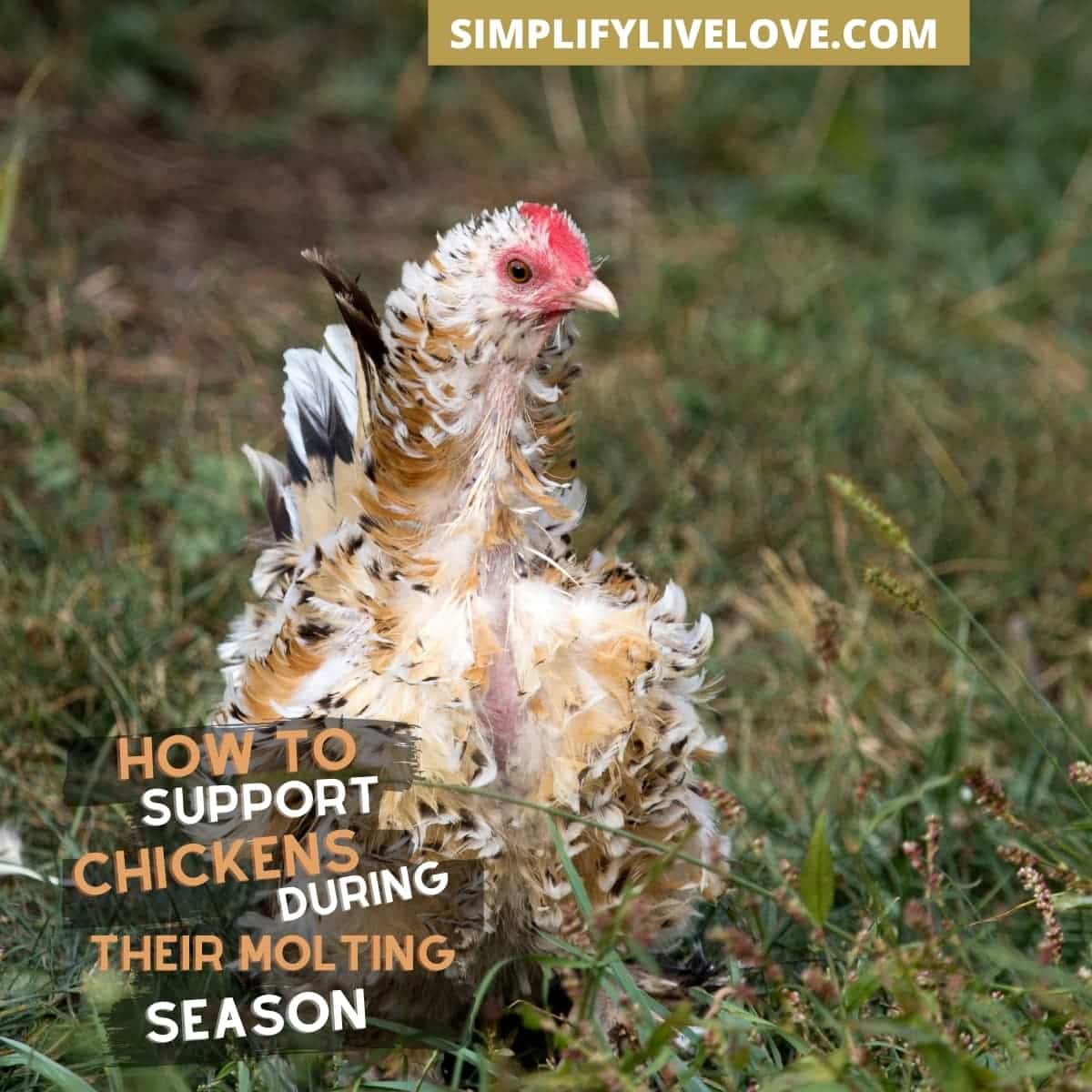 Common Questions about Molting Chickens and Other Birds Simplify