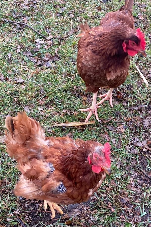 Common Questions about Molting Chickens and Other Birds Simplify