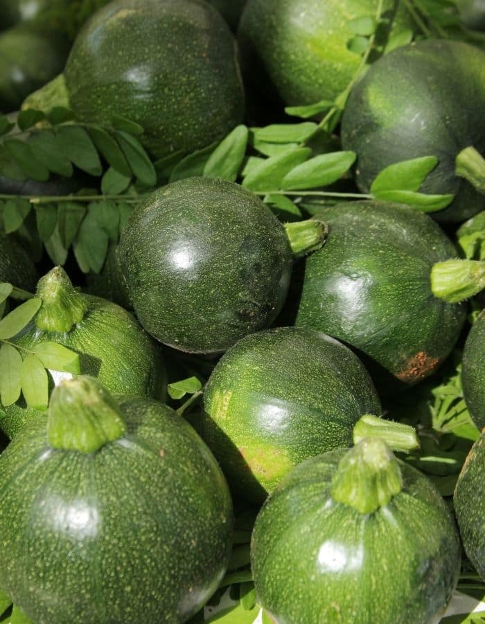 How to Trellis and Grow Zucchini in a Pot (Space Saving Garden Tips