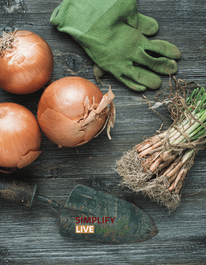 How to Grow Big, Flavorful Onions from Planting to Harvest Simplify