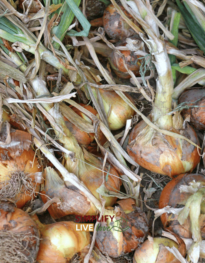 How to Grow Big, Flavorful Onions from Planting to Harvest Simplify