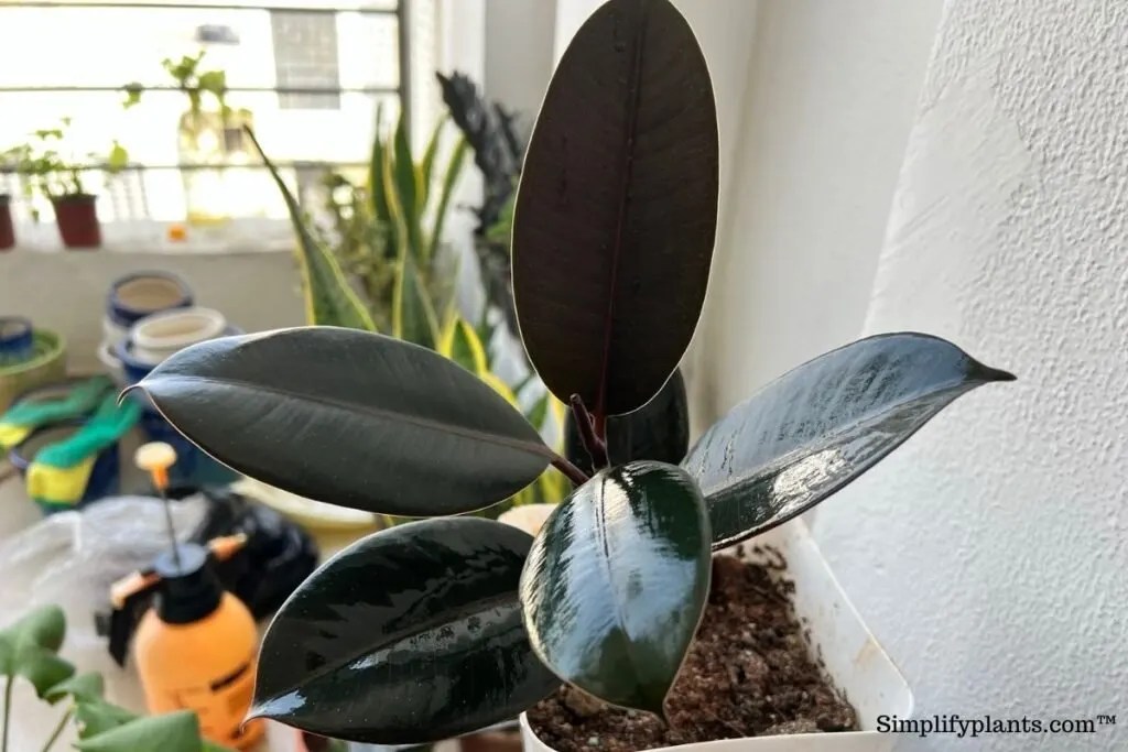 Is Rubber Plant Toxic To Pets? (Cats, Dogs, Birds, Small Pets & More) » Simplify Plants