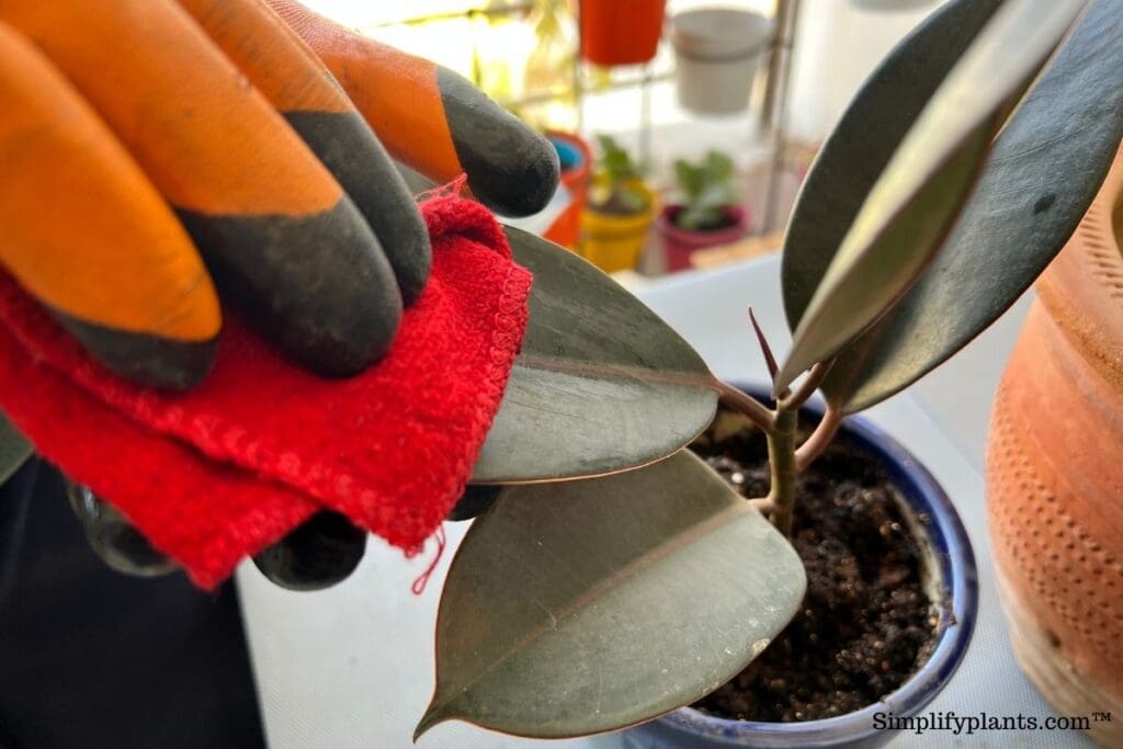 How To Clean Rubber Plant Leaves? (What To Use+Steps) » Simplify Plants