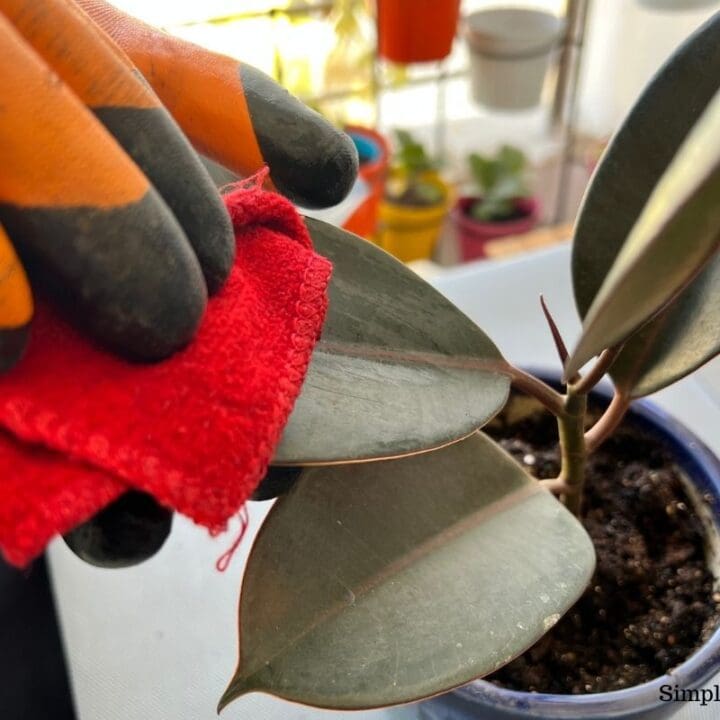 How To Clean Rubber Plant Leaves? (What To Use+Steps) Simplify Plants