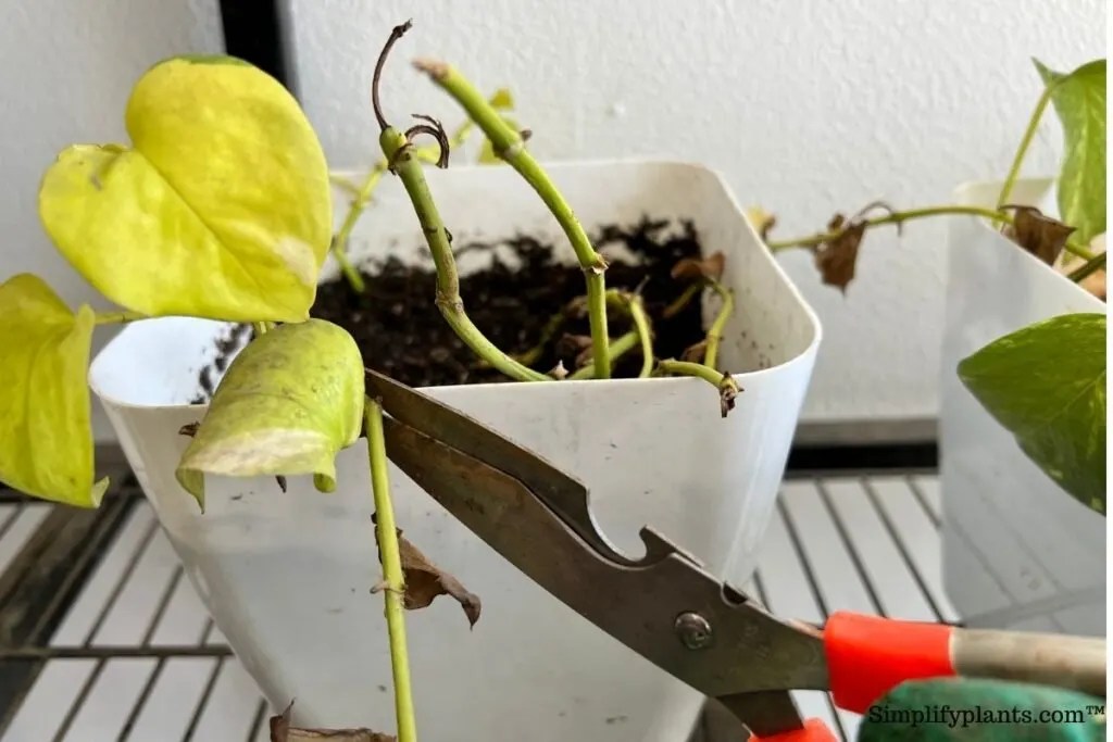 Why Is My Pothos So Leggy? (Causes+What To Do) » Simplify Plants