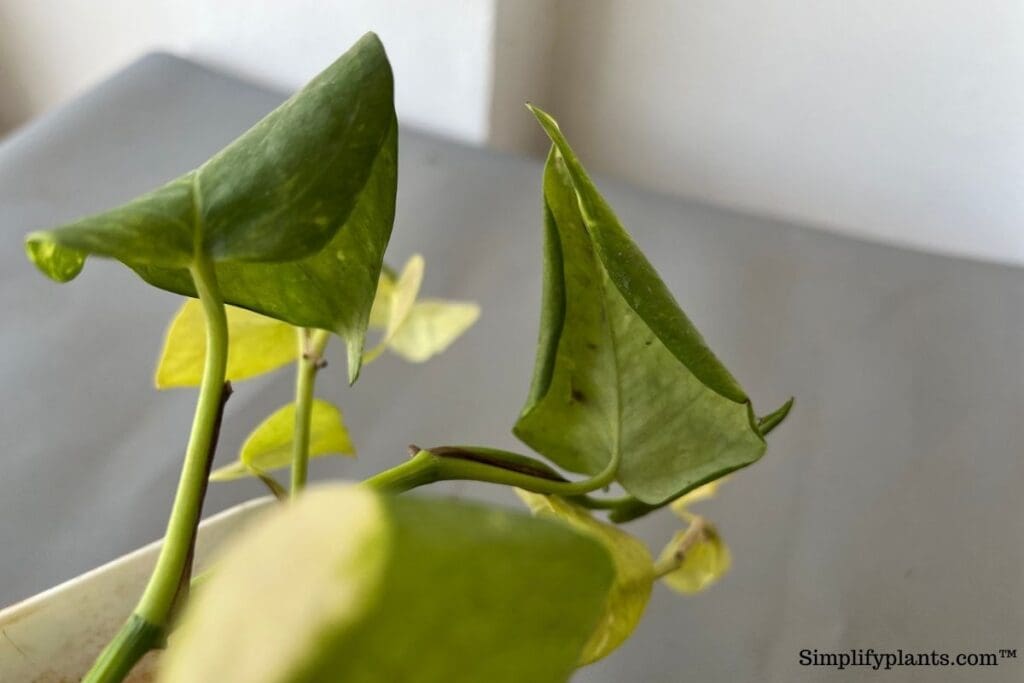 Pothos Leaves Curling? 7 Reasons Why & What To Do! » Simplify Plants