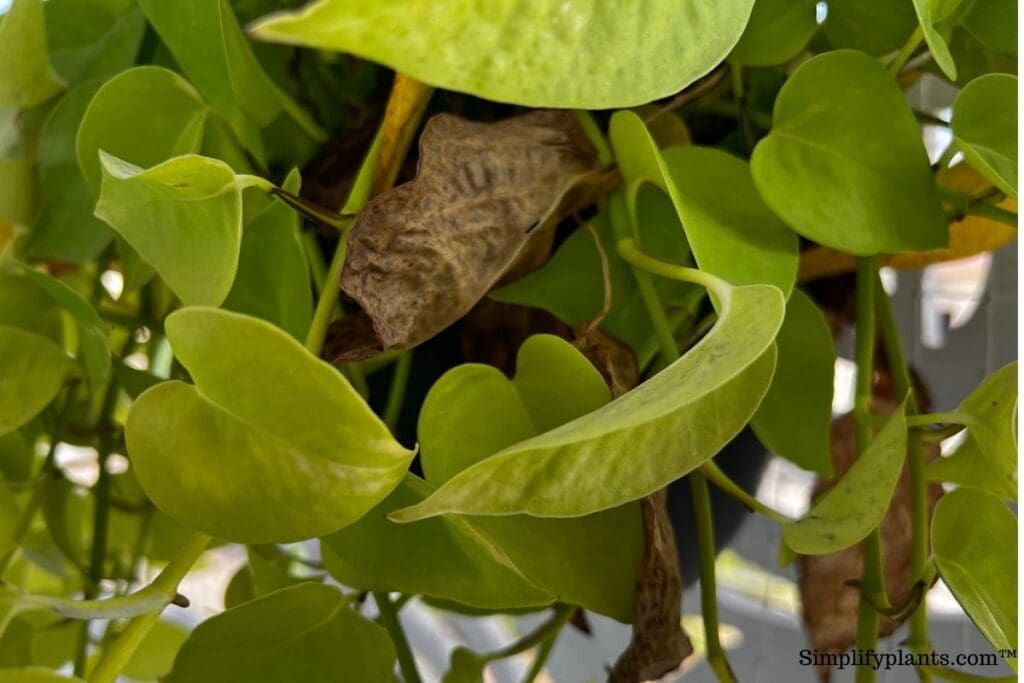 How To Tell If Pothos Is Dying? (Causes + What To Do) » Simplify Plants