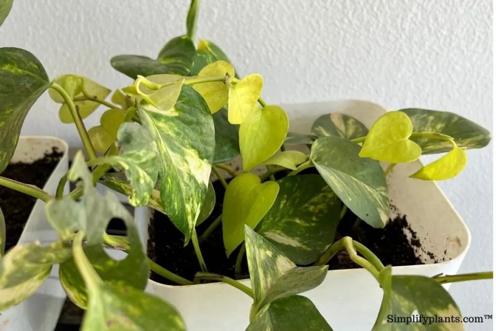 Do Indoor Plants Need Drainage Holes? » Simplify Plants