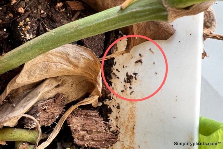 Can Flies Lay Eggs In Your Houseplants? » Simplify Plants