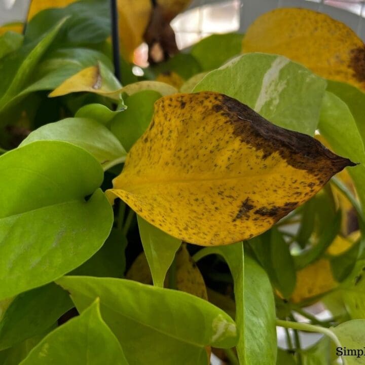 Why Are My Pothos Leaves Turning Yellow? (Causes+What To Do) Simplify