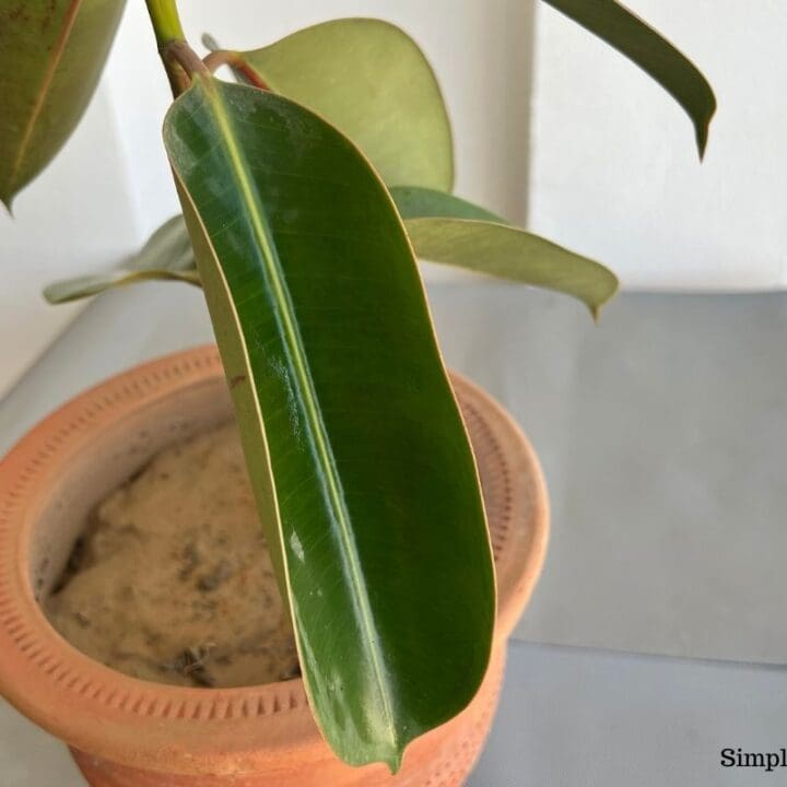 Why Is My Rubber Plant Leaves Curling? (Causes+Solution) Simplify Plants