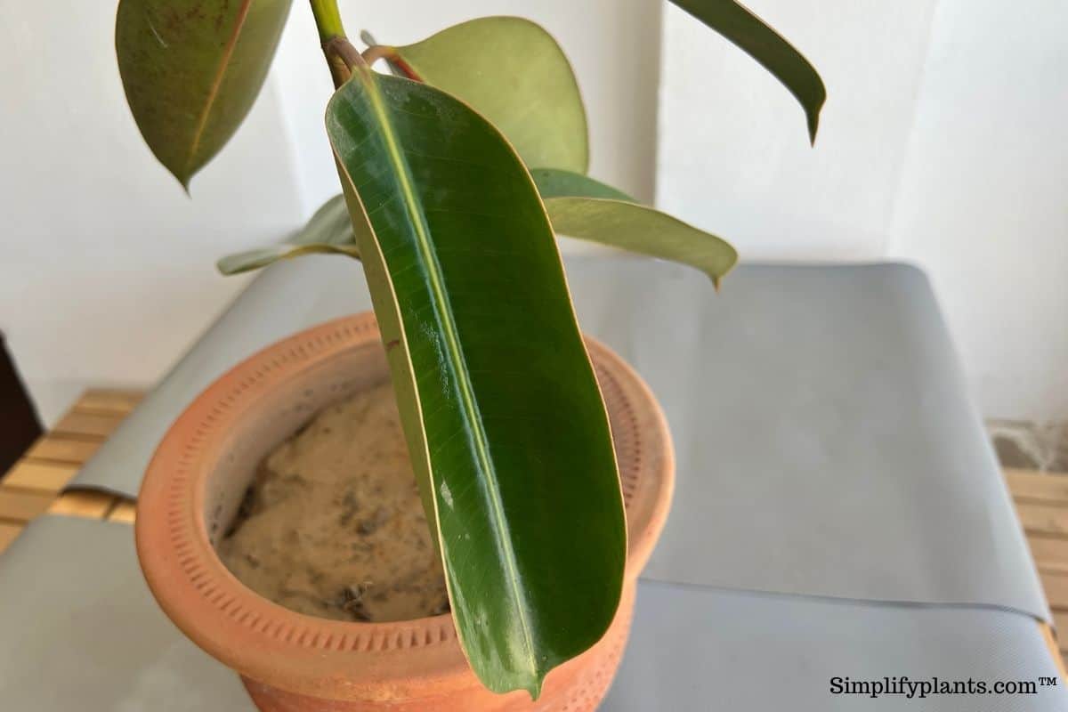 9 Reasons Your Rubber Plant Leaves Curling? (Causes+Solution) » Simplify Plants