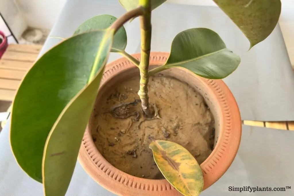 Why Are My Rubber Plant Leaves Turning Brown (6 Causes+What To Do