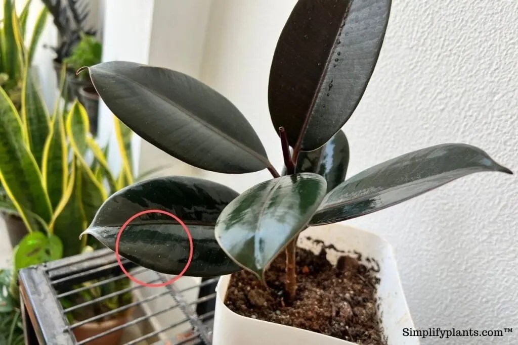 Rubber Plant Problems 11 Common Problems & Easy Fix! » Simplify Plants