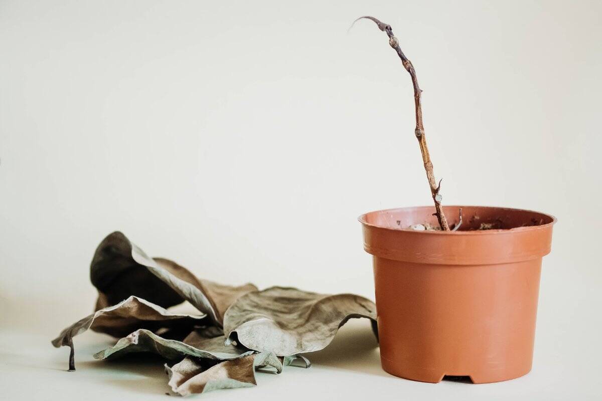 Revive A Dying Rubber Plant 10 Proven Methods That Worked For Me