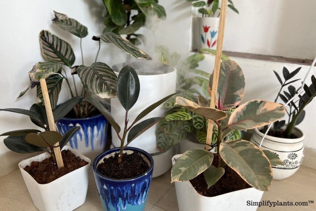 Are Ficus Trees Poisonous To Dogs And Cats