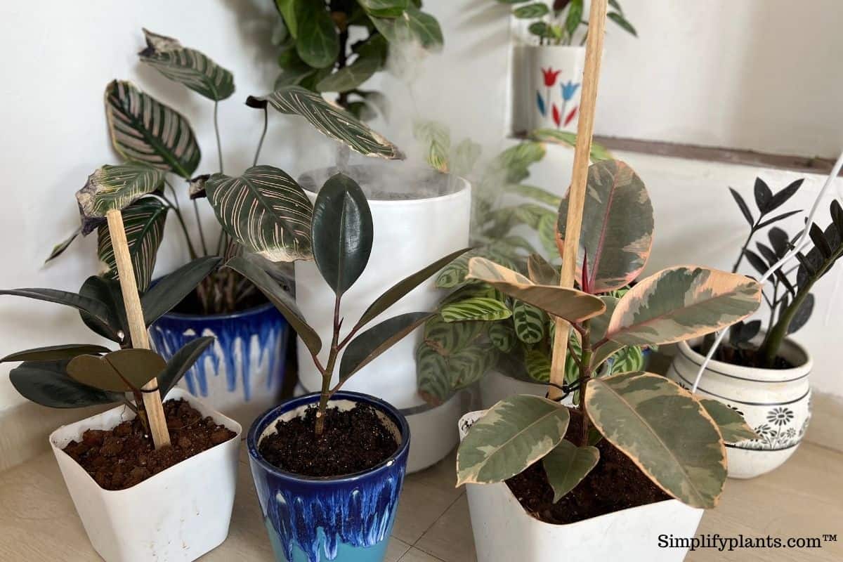 Is Rubber Plant Toxic To Pets? (Cats, Dogs, Birds, Small Pets & More