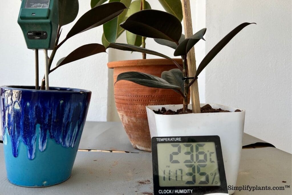 Why Is My Rubber Plant Drooping? (Causes & Fix) » Simplify Plants