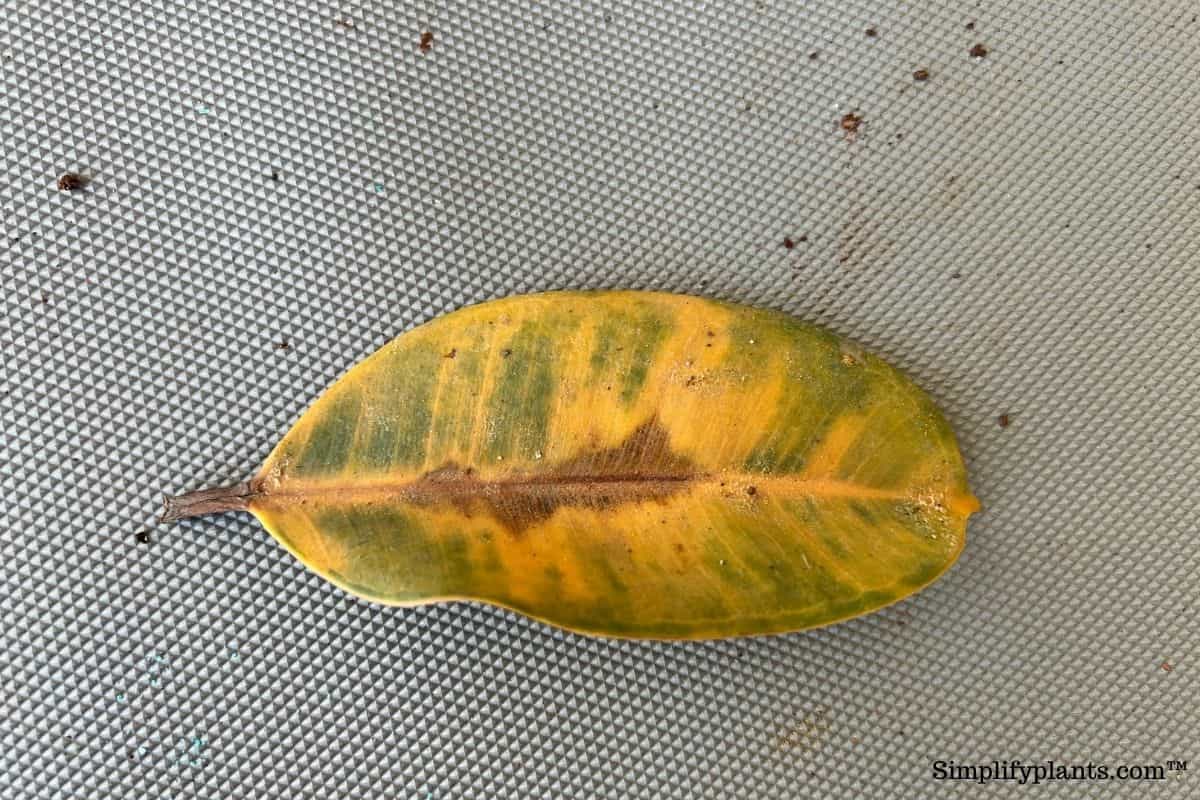 8 Signs That Your Rubber Plant Is Dying (With Pictures) » Simplify Plants